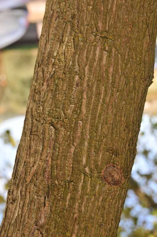 Phytolacca dioica L.